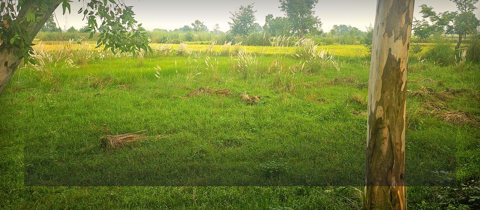 Agricultural land near Jewar Airport — Jewar, UP